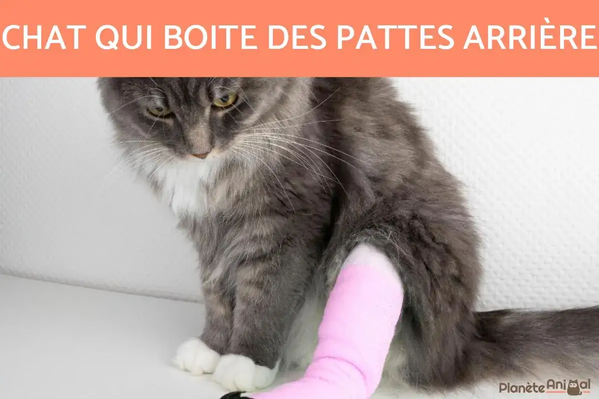 Un chat gris aux yeux tristes porte un bandage rose &agrave; la patte arri&egrave;re. Il boite, mais esp&egrave;re vite retrouver sa mobilit&eacute;.