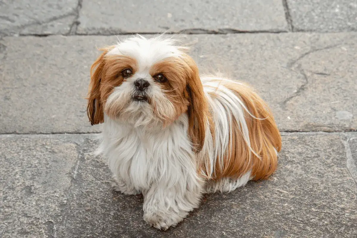 Un adorable shih tzu aux poils longs et soyeux, blanc et roux, assis sur un pavé.