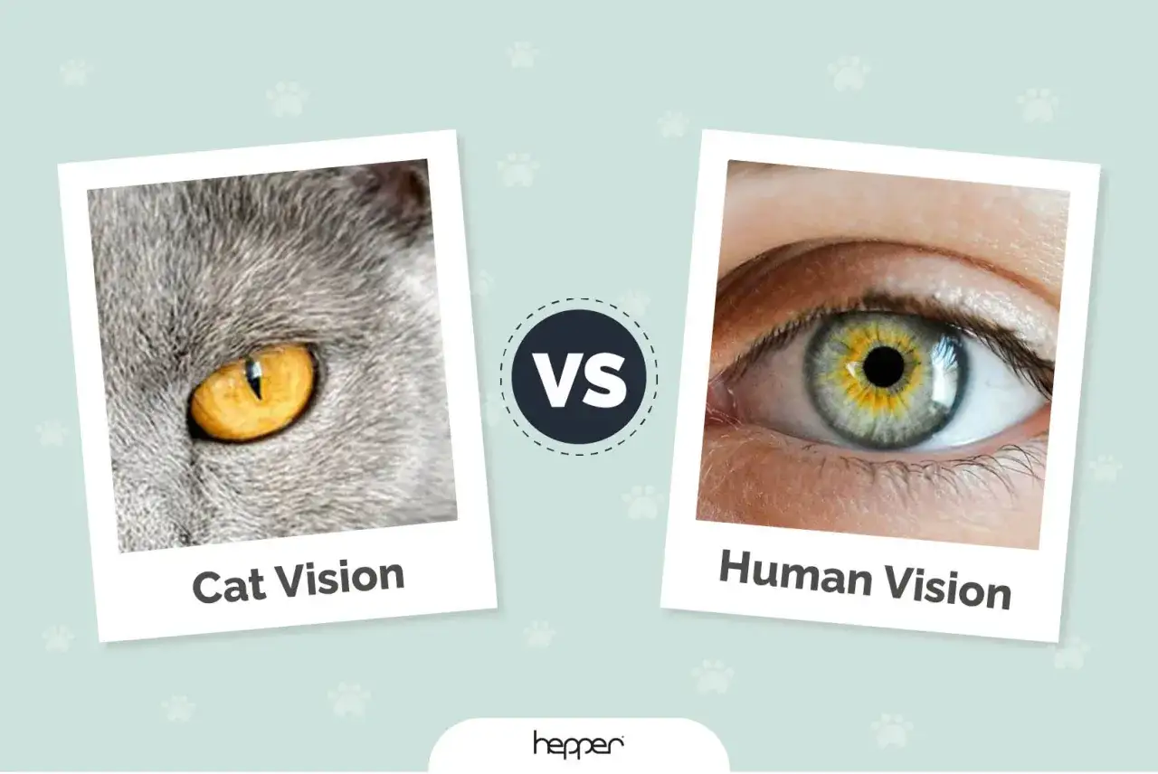 Comparaison des yeux : un œil de chat gris aux reflets dorés et un œil humain aux iris verts et jaunes. Découvrez comment les chats voient les humains.