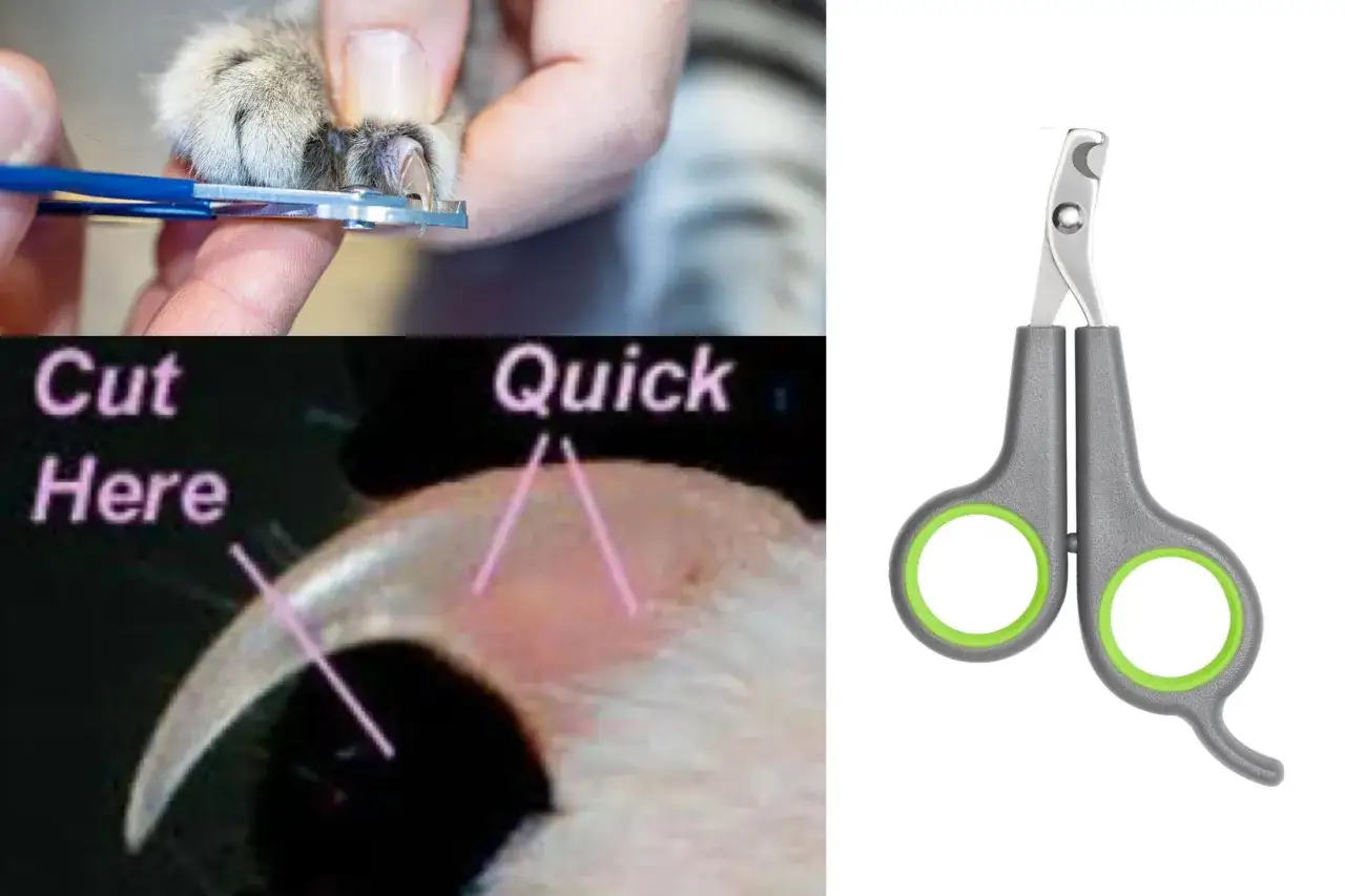 Un chat se fait couper les griffes. Attention &agrave; ne pas couper trop court, car mon chat tire sur ses griffes avec ses dents !
