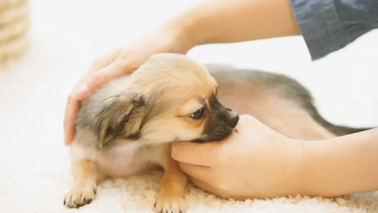 Un adorable chiot qui mordille gentiment une main, sur un tapis moelleux.