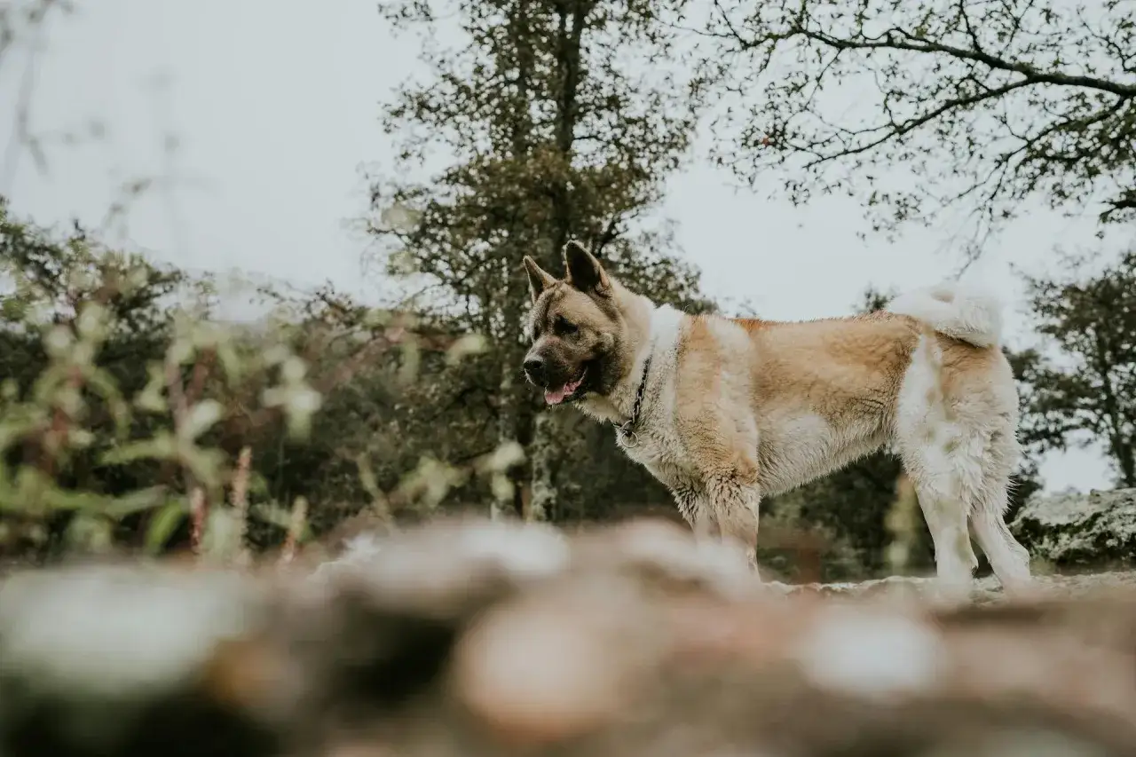 Un Akita Am&eacute;ricain, fier et imposant, observe son environnement. Son caract&egrave;re loyal et protecteur transpara&icirc;t dans son regard attentif.