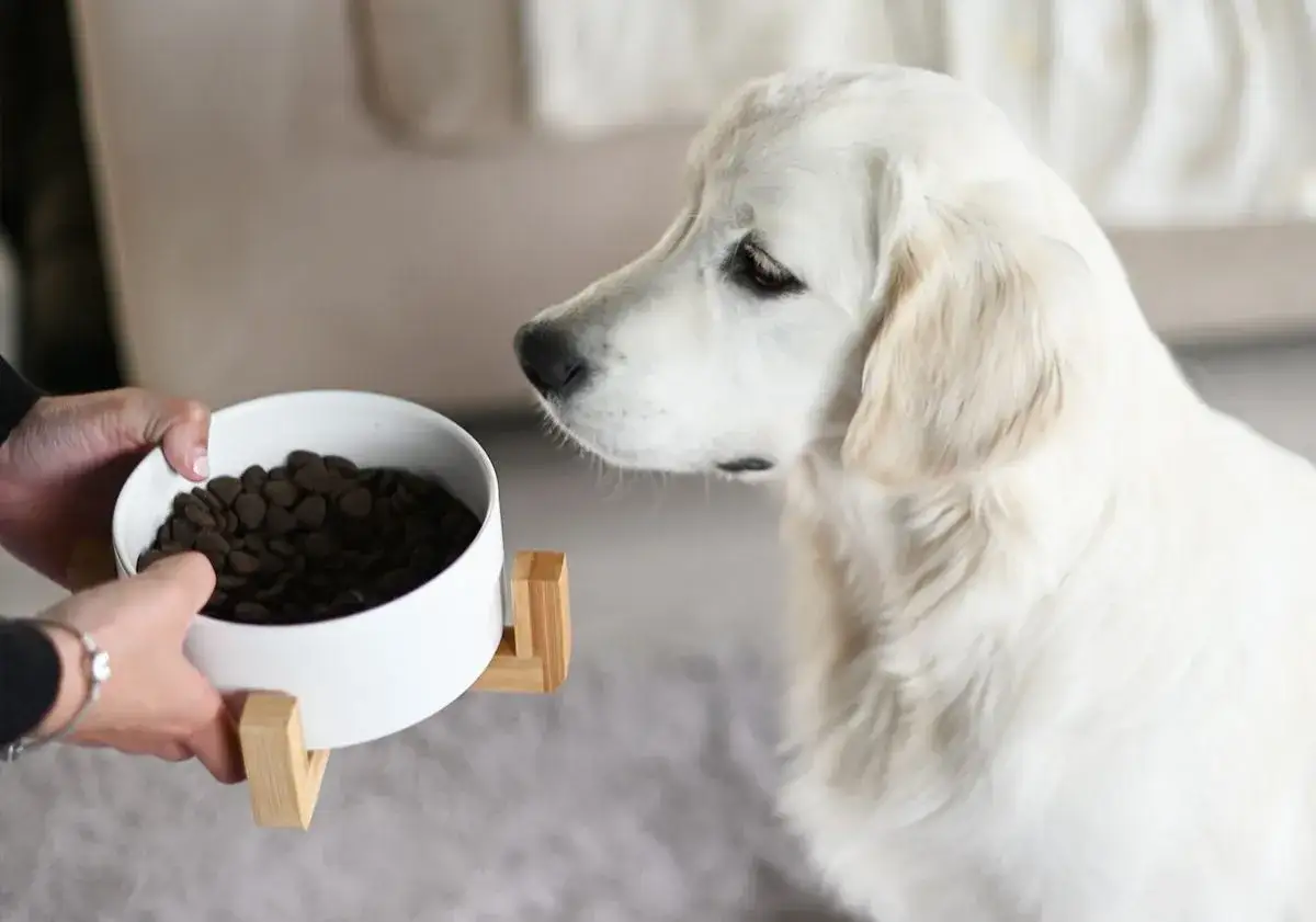 Un golden retriever attend patiemment son repas. Une gamelle remplie de croquettes est présentée, promesse d'une alimentation équilibrée pour le chien.