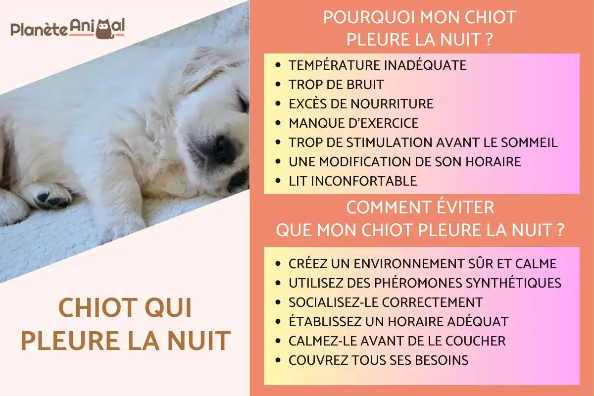 Un chiot endormi sur un plaid. Le texte explique pourquoi un chiot pleure la nuit et comment y rem&eacute;dier.