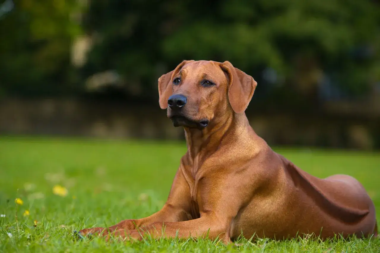Un beau chien moyen poil court, de couleur fauve, se repose sur l'herbe verte.