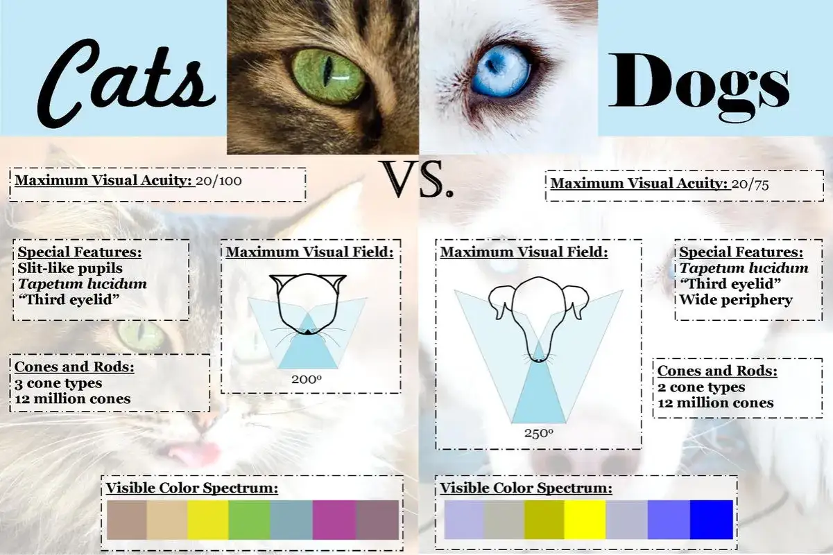Comparaison visuelle entre chats et chiens, montrant comment les chats voient les humains avec un champ de vision de 200° et un spectre de couleurs limité.