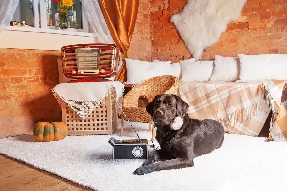 Un labrador noir avec des &eacute;couteurs &eacute;coute de la musique douce pour chien pr&egrave;s d'une radio vintage.