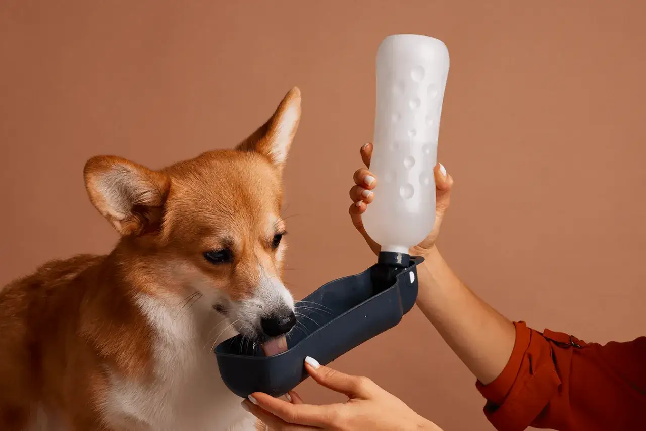 Un chien qui maigrit et boit beaucoup, un corgi, boit de l'eau d'une gamelle portable tenue par une main.