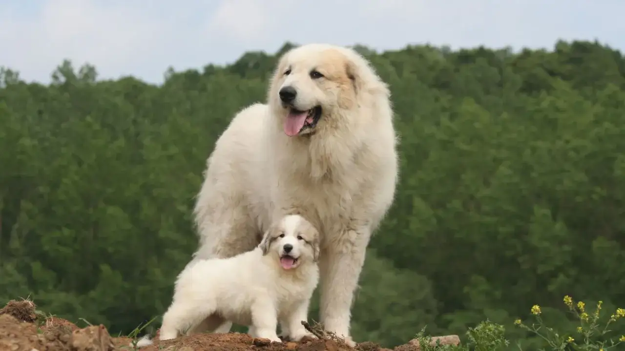 Deux chiens blancs, un adulte et un chiot, se tiennent sur une colline avec une forêt verdoyante en arrière-plan, évoquant la beauté sauvage de la montagne des Pyrénées.