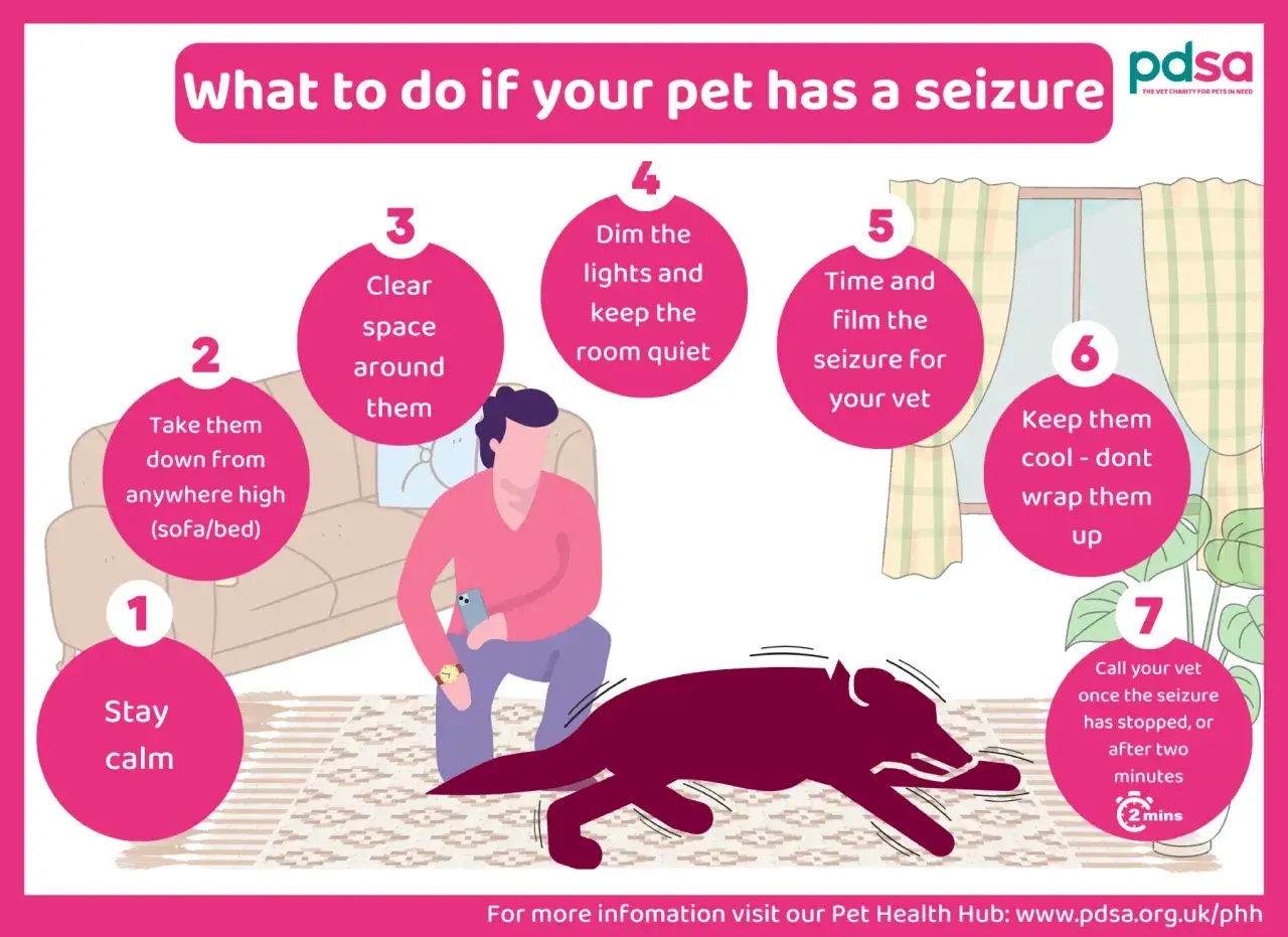Guide pour g&eacute;rer une crise &eacute;pilepsie chien : rester calme, d&eacute;gager l'espace, filmer, garder au frais. Appeler le v&eacute;t&eacute;rinaire.