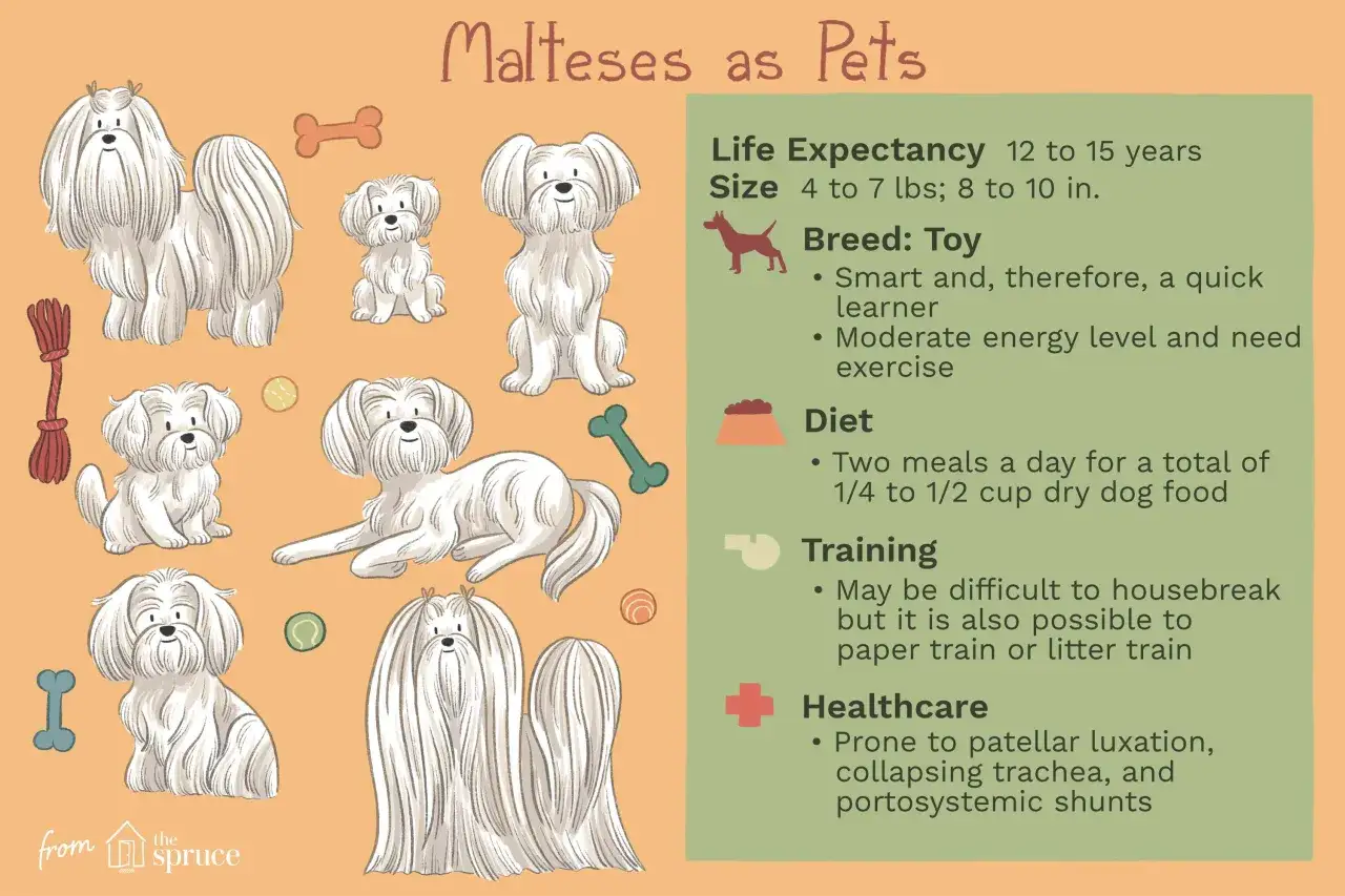 Illustrations de bichons maltais, avec des informations sur leur espérance de vie (12-15 ans), leur taille, leur régime et leur santé.