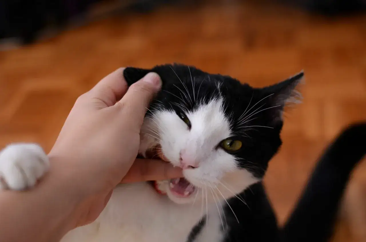 Un chat noir et blanc mord un doigt, peut-être pour montrer pourquoi les chats se mordent le cou entre eux, un jeu ou une dispute.