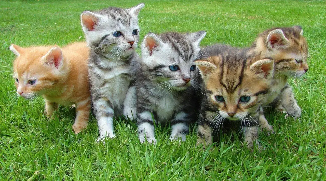 Cinq adorables chatons, aux pelages variés, gambadent dans l'herbe. Ils nous font penser à la question : jusqu'à quel âge un chat peut avoir des petits ?