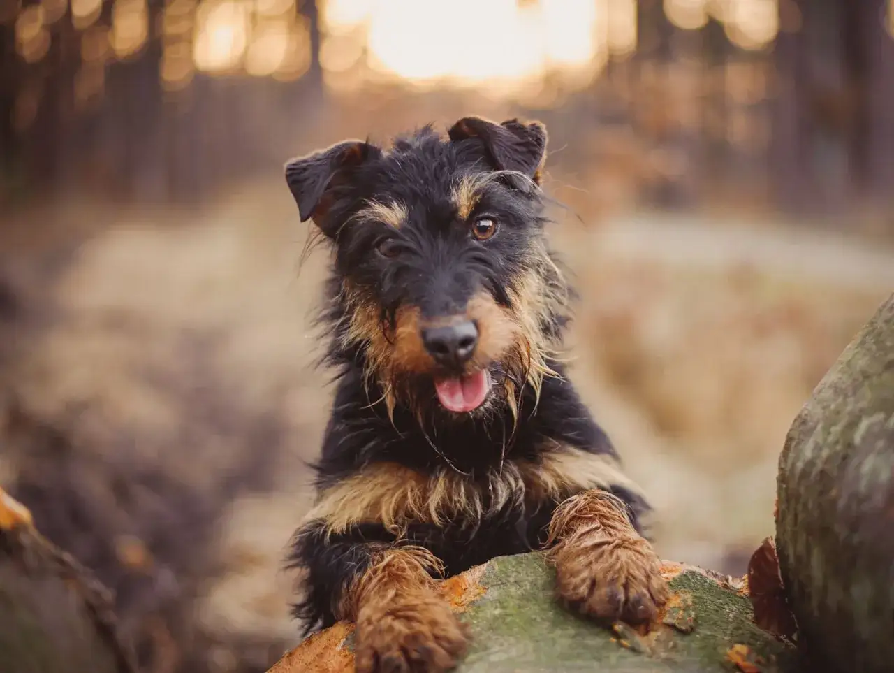 Un terrier chien de chasse, le museau mouillé, pose sur une bûche en forêt.
