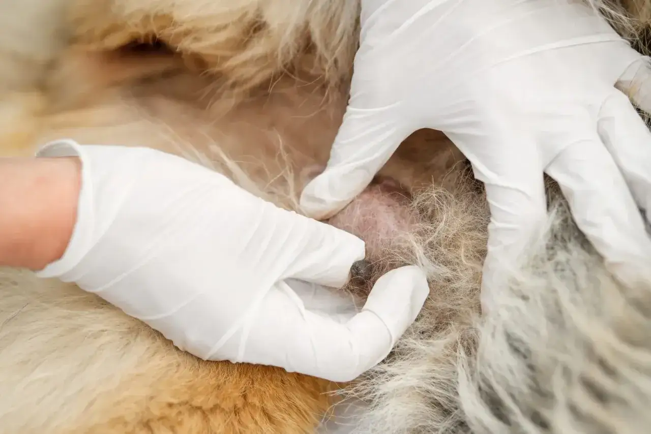 Mains gant&eacute;es examinant une mamelle gonfl&eacute;e de chienne apr&egrave;s chaleur. Un examen v&eacute;t&eacute;rinaire attentif pour le bien-&ecirc;tre de l'animal.