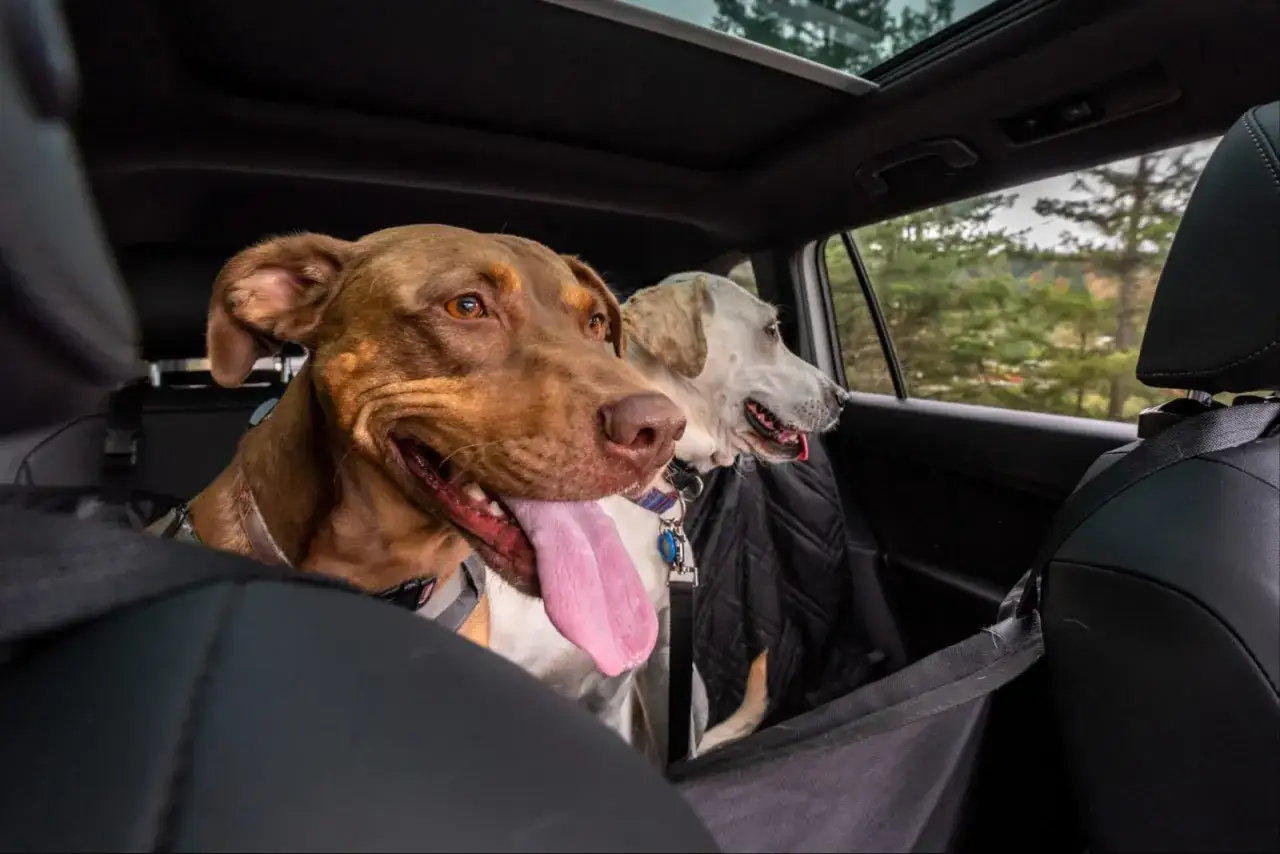 Deux chiens, dont un chien stress&eacute; en voiture, regardent par la fen&ecirc;tre. Le chien brun a la langue pendante.