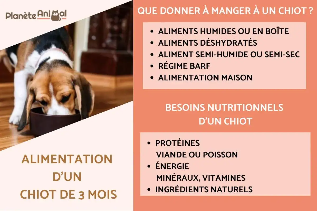 Un chiot de 3 mois mange dans sa gamelle. L'image présente des conseils sur l'alimentation d'un chiot, incluant les types d'aliments et les besoins nutritionnels.