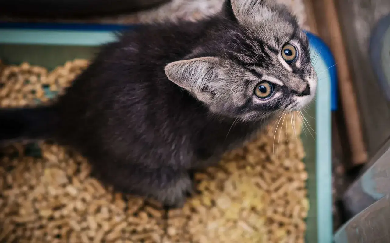 Un chaton gris regarde avec curiosit&eacute;, assis dans sa liti&egrave;re. Il est difficile de dire combien de fois un chat fait pipi par jour, mais ce petit est pr&ecirc;t !
