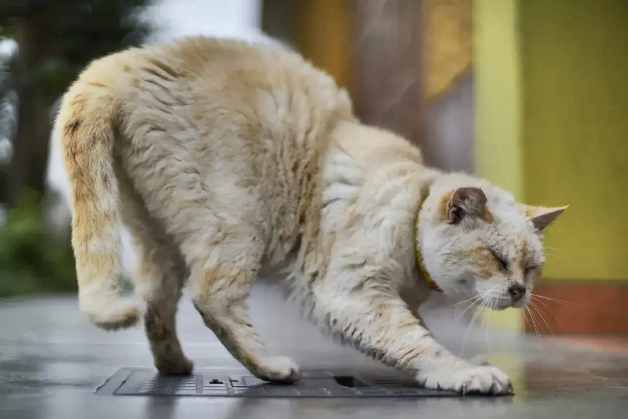 Un chat âgé, au pelage clair, semble avoir un train arrière paralysé. Que faire pour aider ce pauvre chat ?