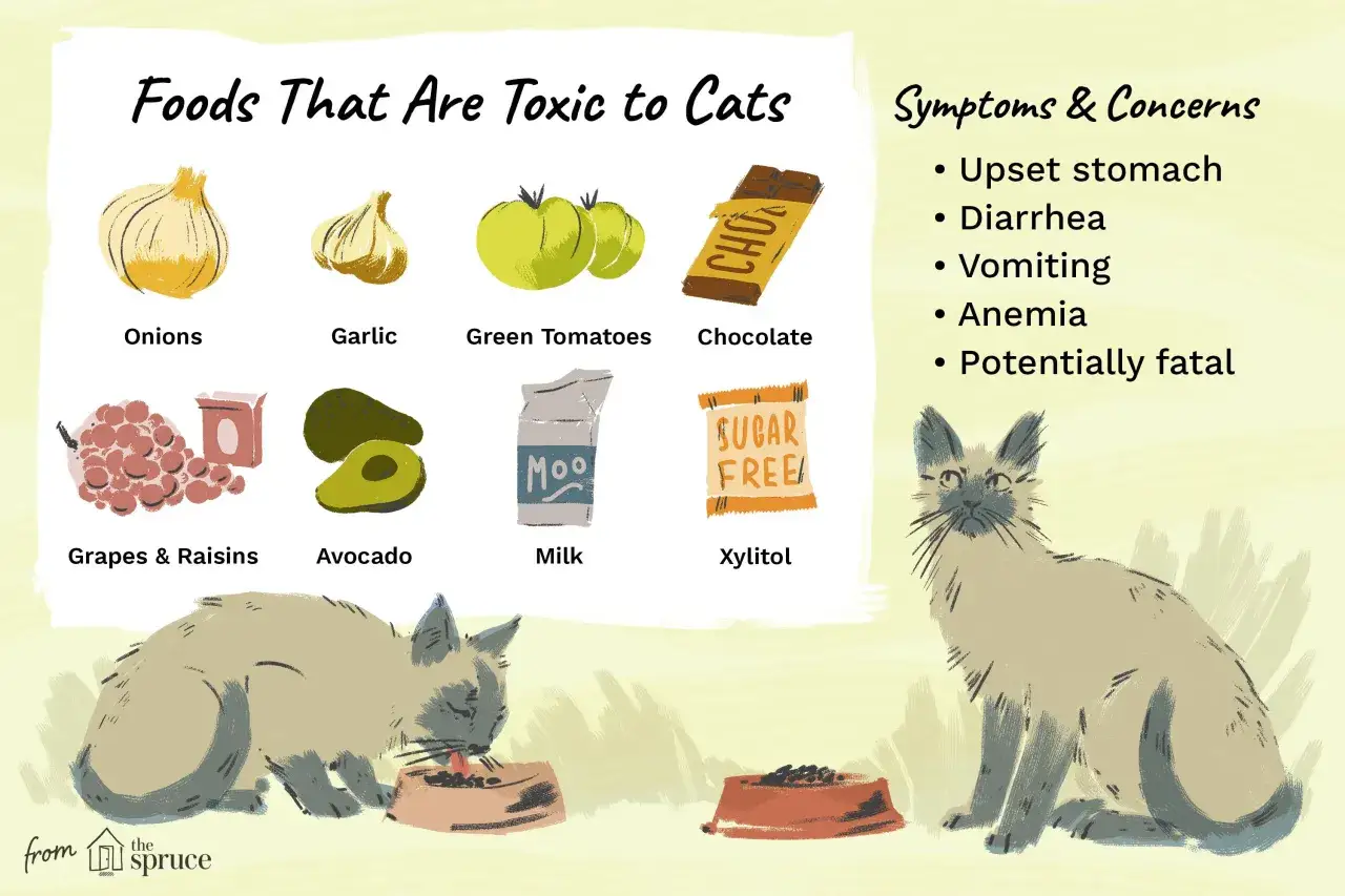 Aliments interdits pour chaton : oignons, ail, tomates vertes, chocolat, raisins, avocat, lait, xylitol. Risques : vomissements, diarrh&eacute;e, an&eacute;mie, mort.