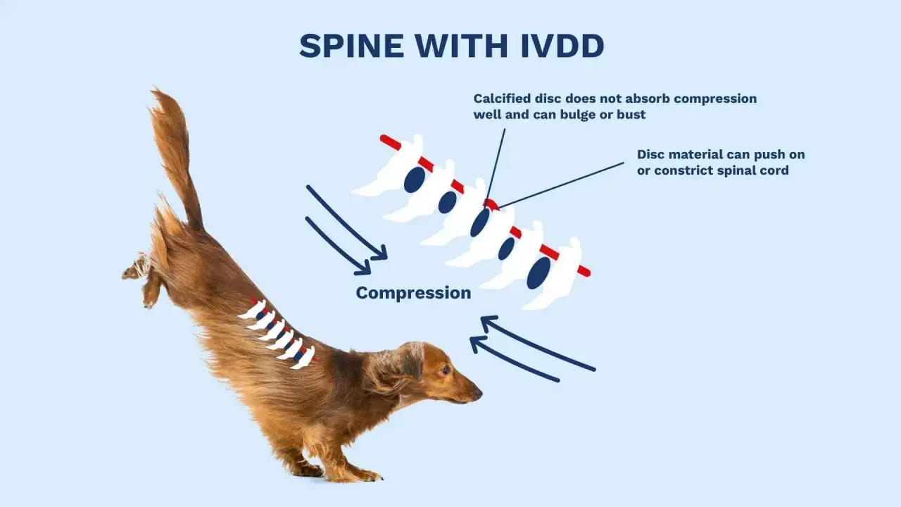 Chien avec une colonne vert&eacute;brale affect&eacute;e par le syndrome de wobbler, montrant la compression des disques intervert&eacute;braux.