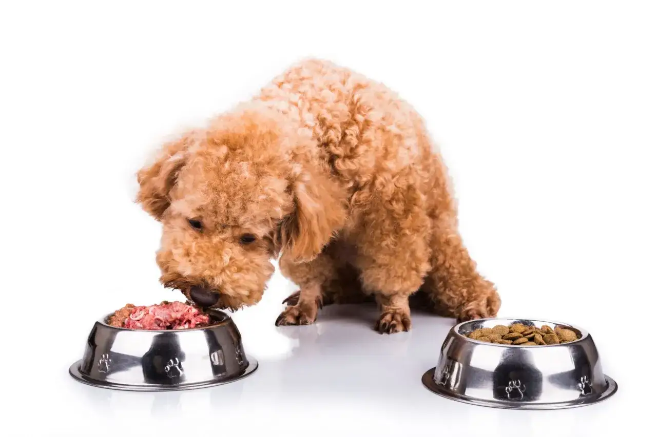 Un caniche mange dans une gamelle de pâtée, à côté d'une autre remplie de croquettes. La question est : peut-on mélanger croquettes et pâtée pour chien ?