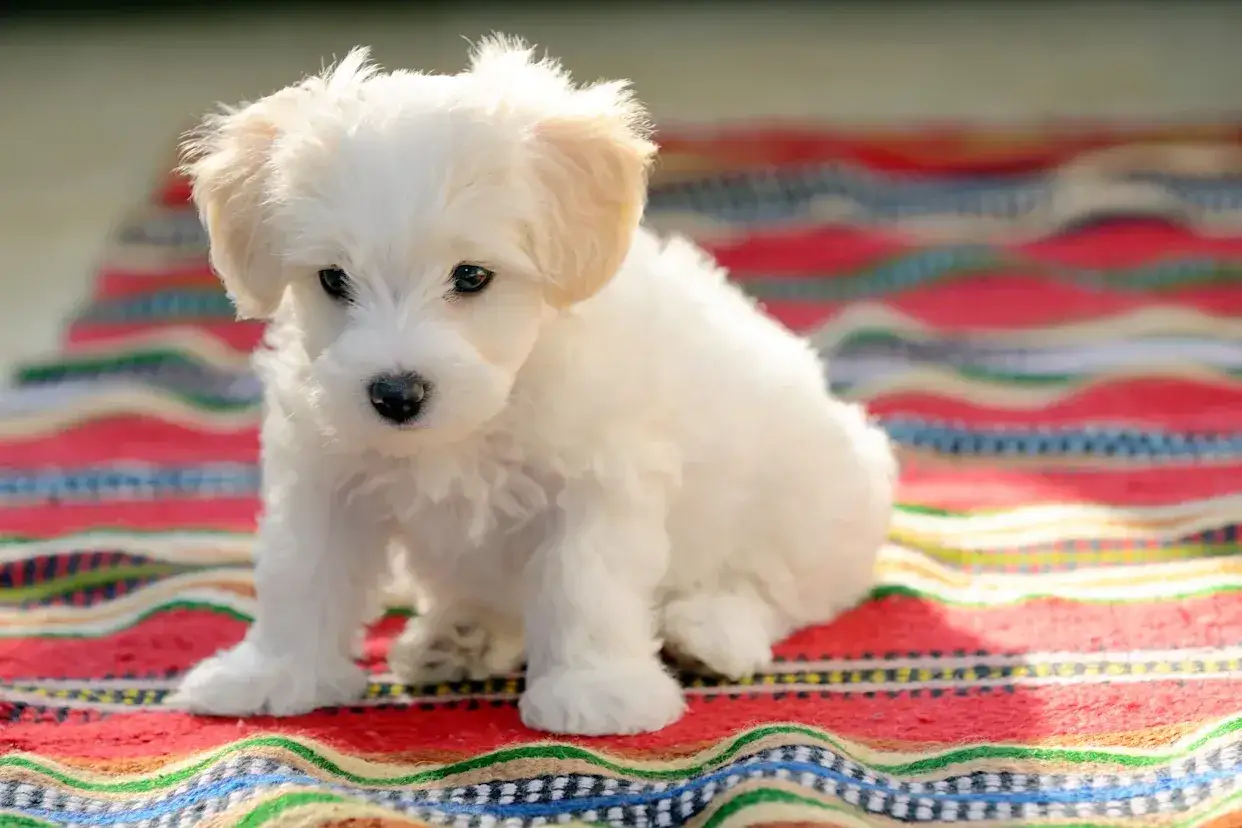 Adorable chiot blanc, un chien qui n'aboie pas et ne perd pas ses poils, assis sur une couverture color&eacute;e.
