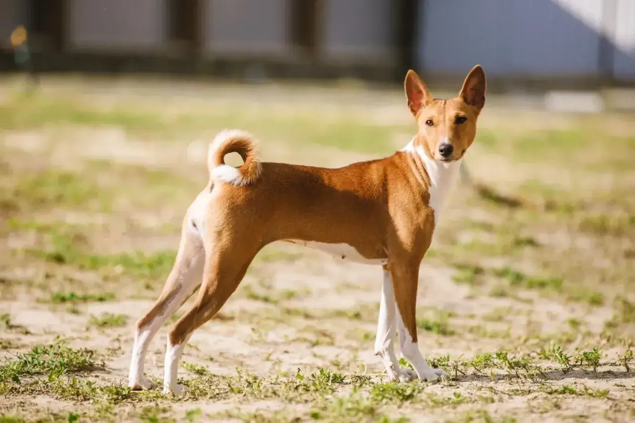 Un &eacute;l&eacute;gant terrier du Congo, au pelage roux et blanc, se tient fi&egrave;rement sur un sol herbeux, sa queue enroul&eacute;e sur son dos.