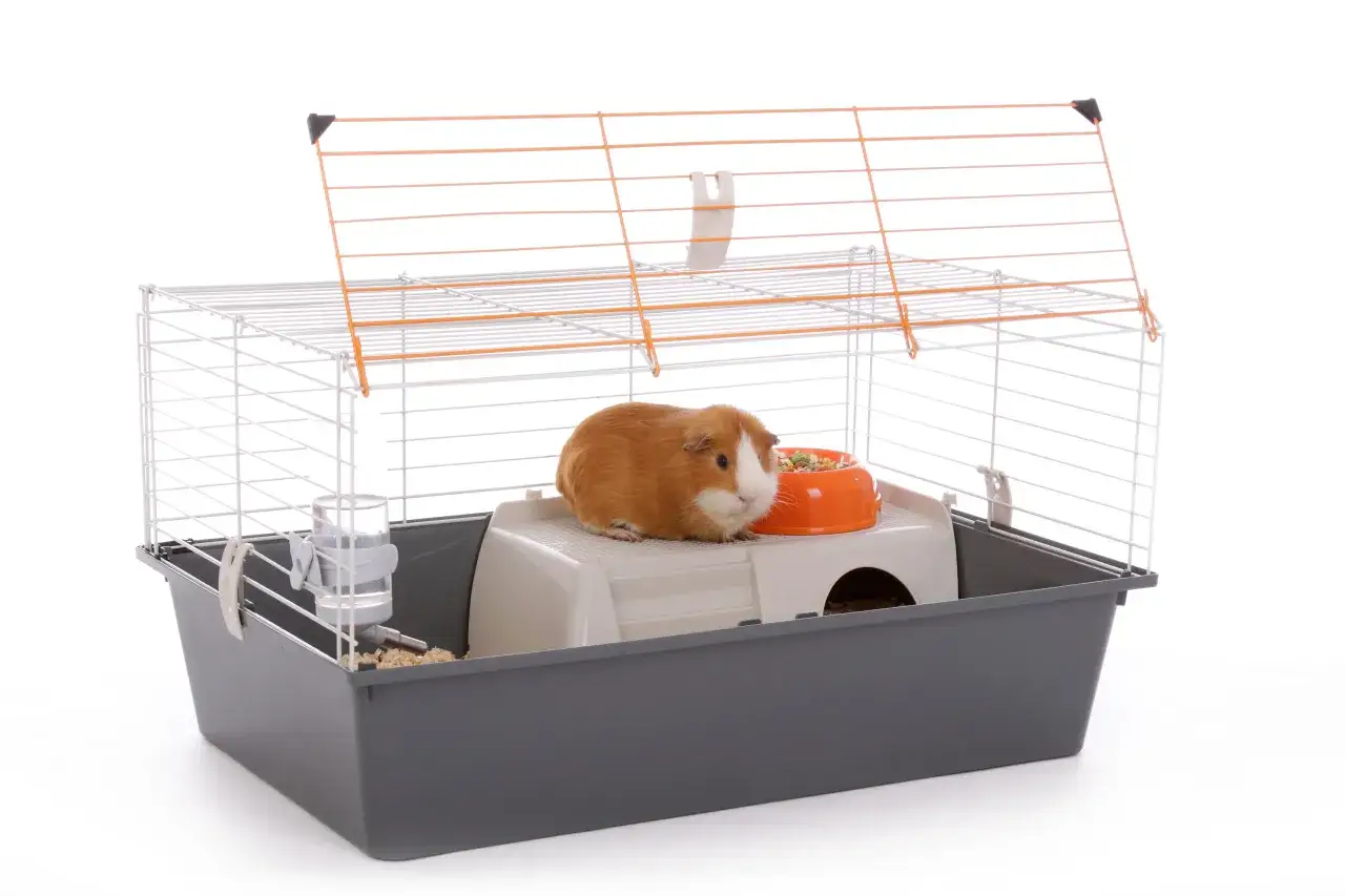 Un cochon d'Inde roux et blanc dans sa cage avec gamelle et biberon. Une astuce litière cochon d'inde pour un environnement propre.