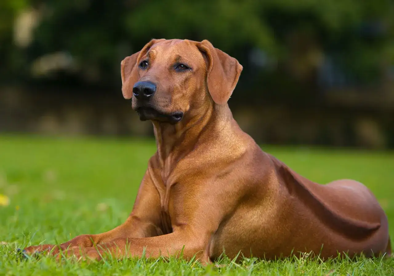 Un fier chien chasseur de lion, au pelage roux, repose sur l'herbe verte, l'air alerte.