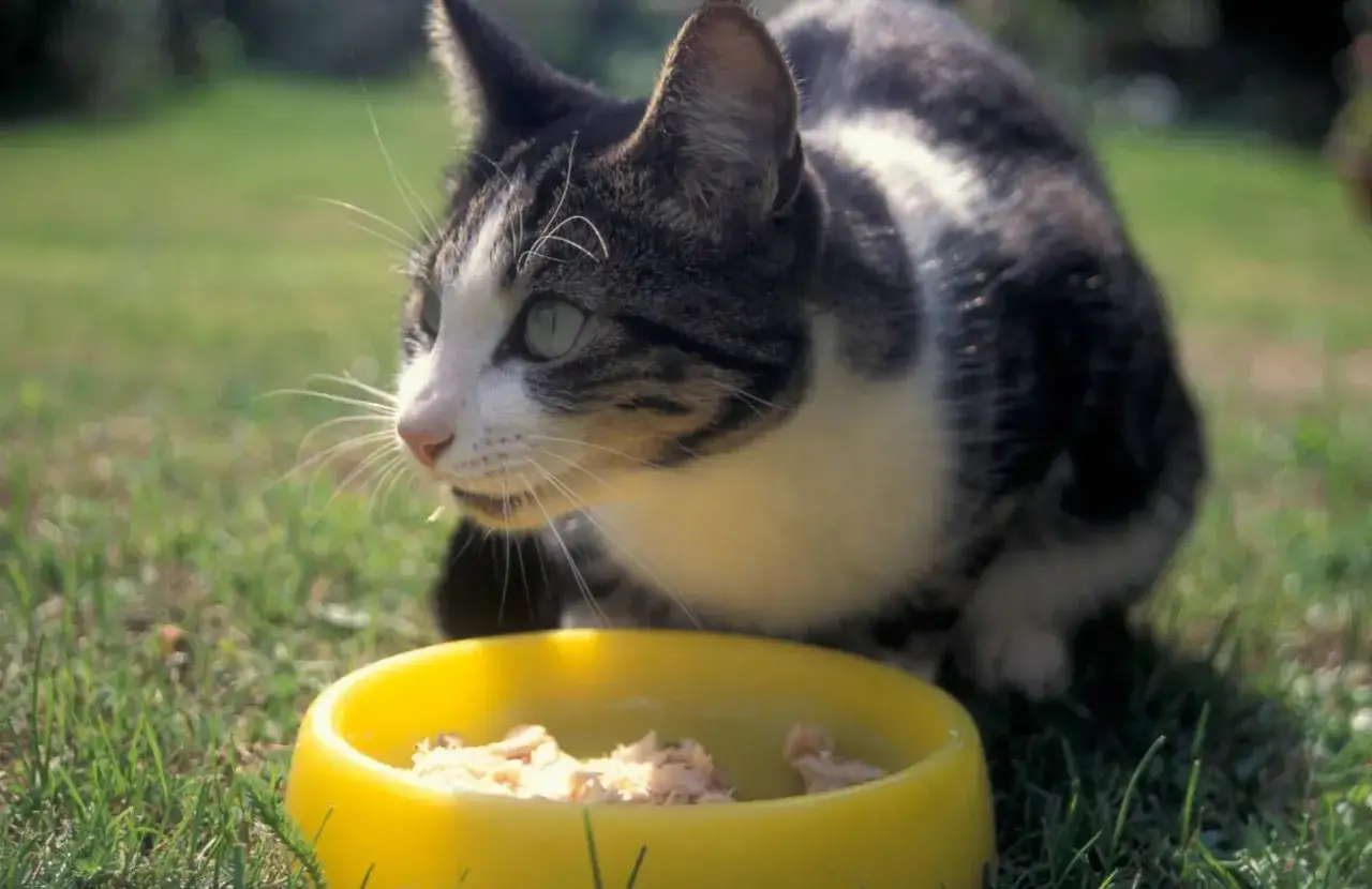 Un chat tigr&eacute; mange dans une gamelle jaune. Peut-&ecirc;tre que sa nourriture contient de la levure de bi&egrave;re pour chat, pour un pelage brillant.