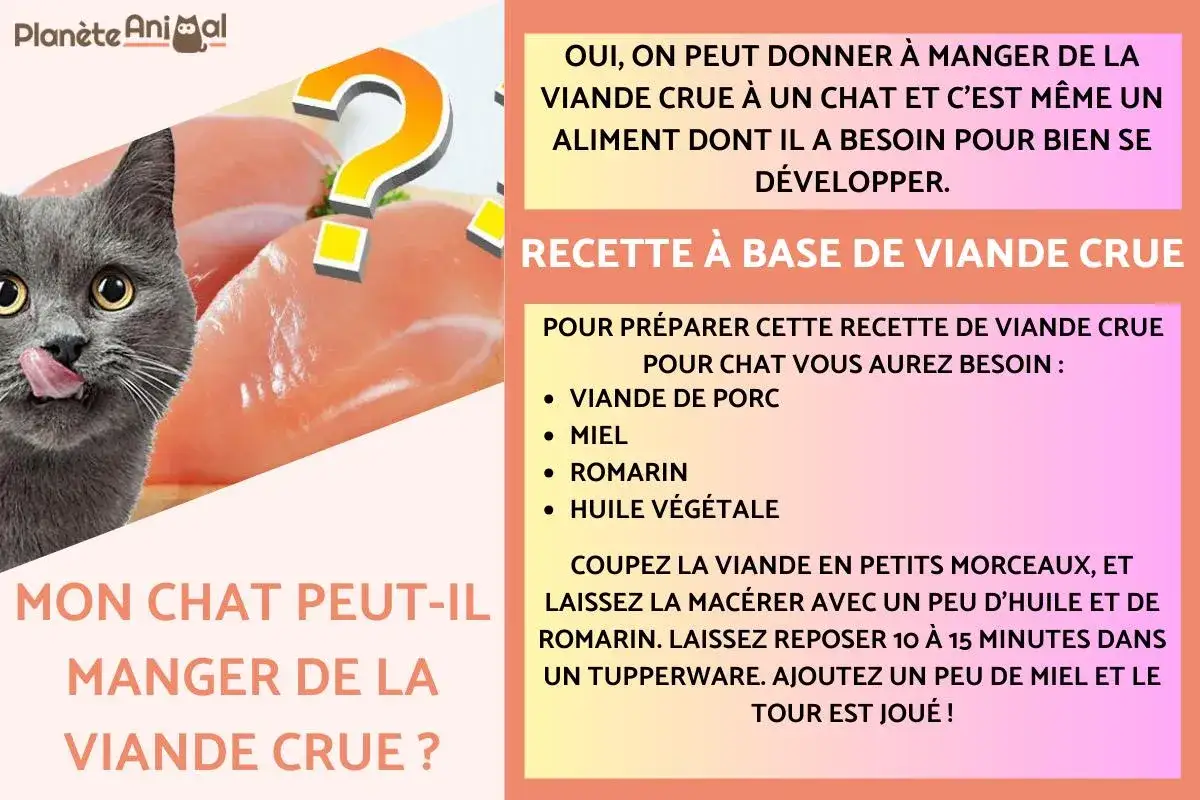 Un chat gris regarde des morceaux de viande crue. Le texte demande si les chats peuvent manger de la viande crue et propose une recette.