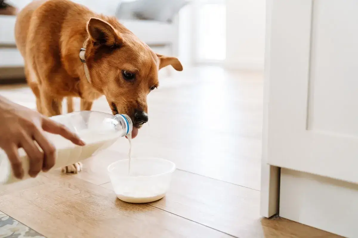 Un chien brun boit du lait versé d'une bouteille dans une gamelle. Le lait est-il bon pour les chiens ?
