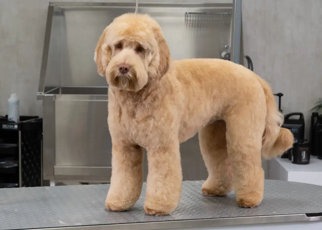 Un adorable mini doodle chien, tout propre et bien coiffé, attend patiemment sur une table de toilettage.