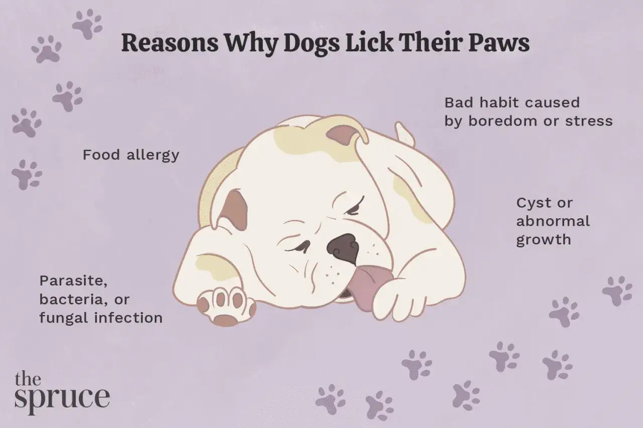 Illustration d'un chien se l&eacute;chant la patte, expliquant les causes du l&eacute;chage compulsif chez le chien : allergies, infections, stress ou mauvaise habitude.