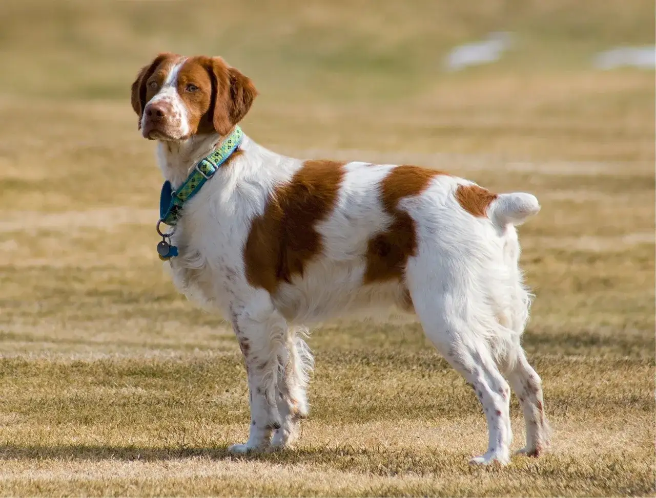 &Eacute;pagneul breton blanc et marron, portant un collier bleu et vert. Il est sur un terrain herbeux. &Agrave; quel &acirc;ge un &eacute;pagneul breton se calme ?