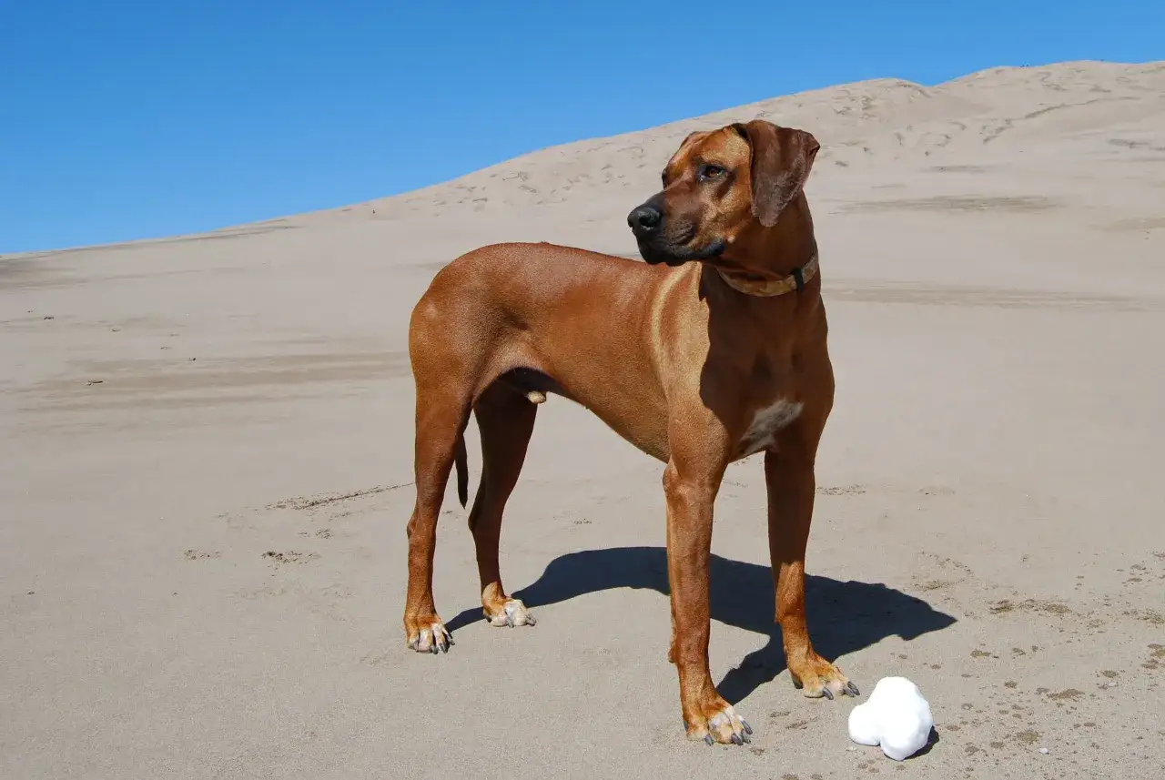 Un magnifique chien sud africain, un Rhodesian Ridgeback, se tient sur une plage de sable sous un ciel bleu clair.