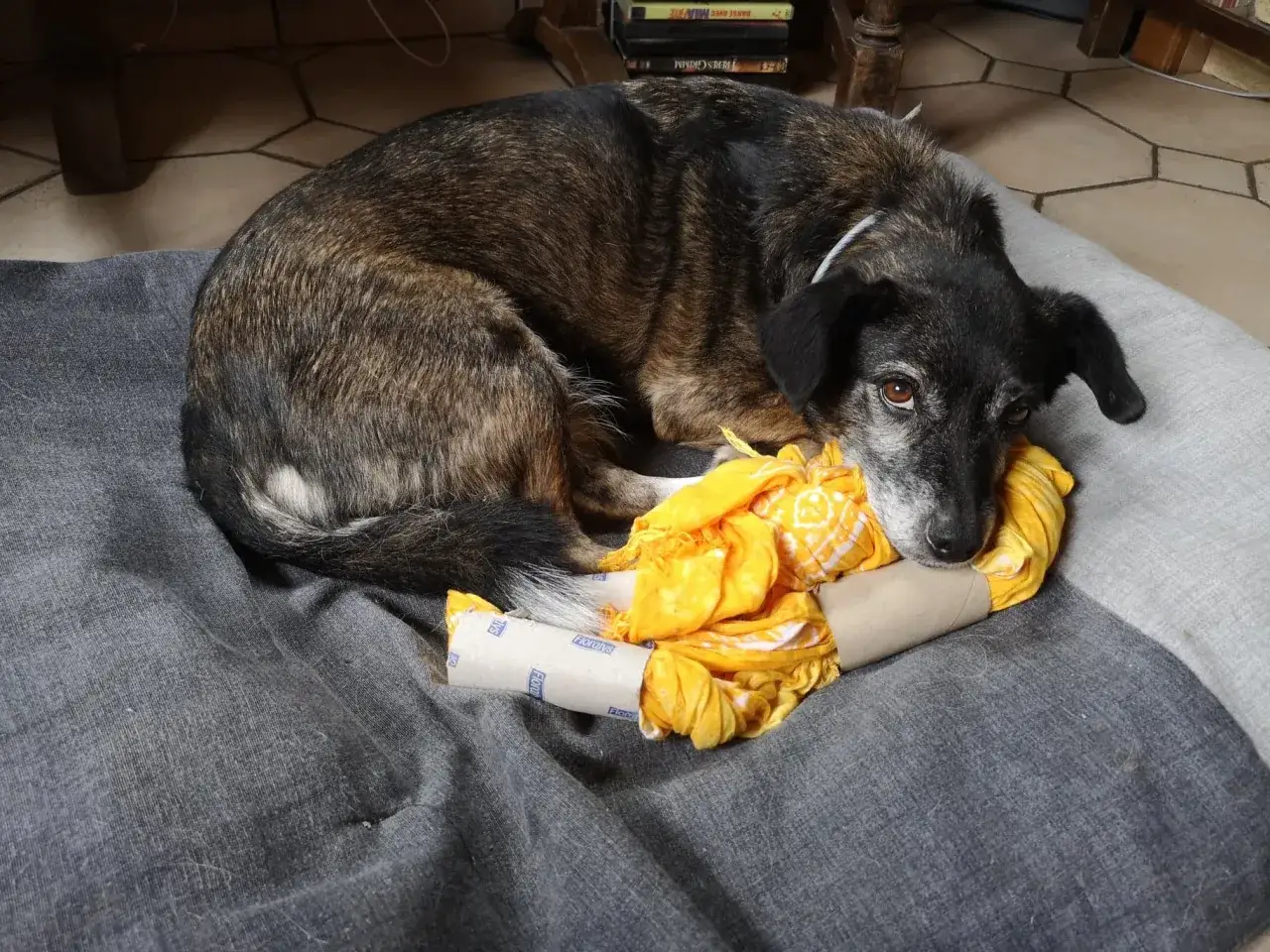 Chien se repose sur son coussin avec un jouet fait maison : un rouleau de papier toilette rempli de tissu jaune. Parfait pour des jeux d'occupation chien fait maison.