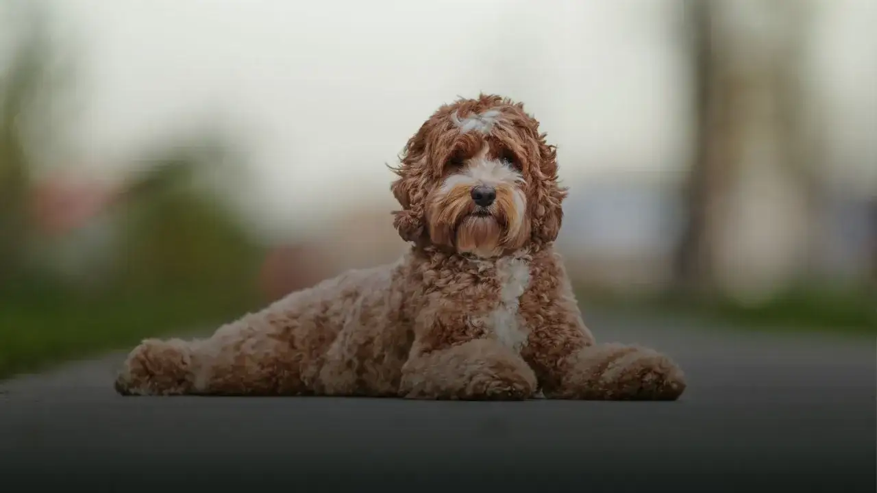 Un adorable chien au poil bouclé, brun et blanc, se repose, prêt pour sa ration journalière de croquettes.