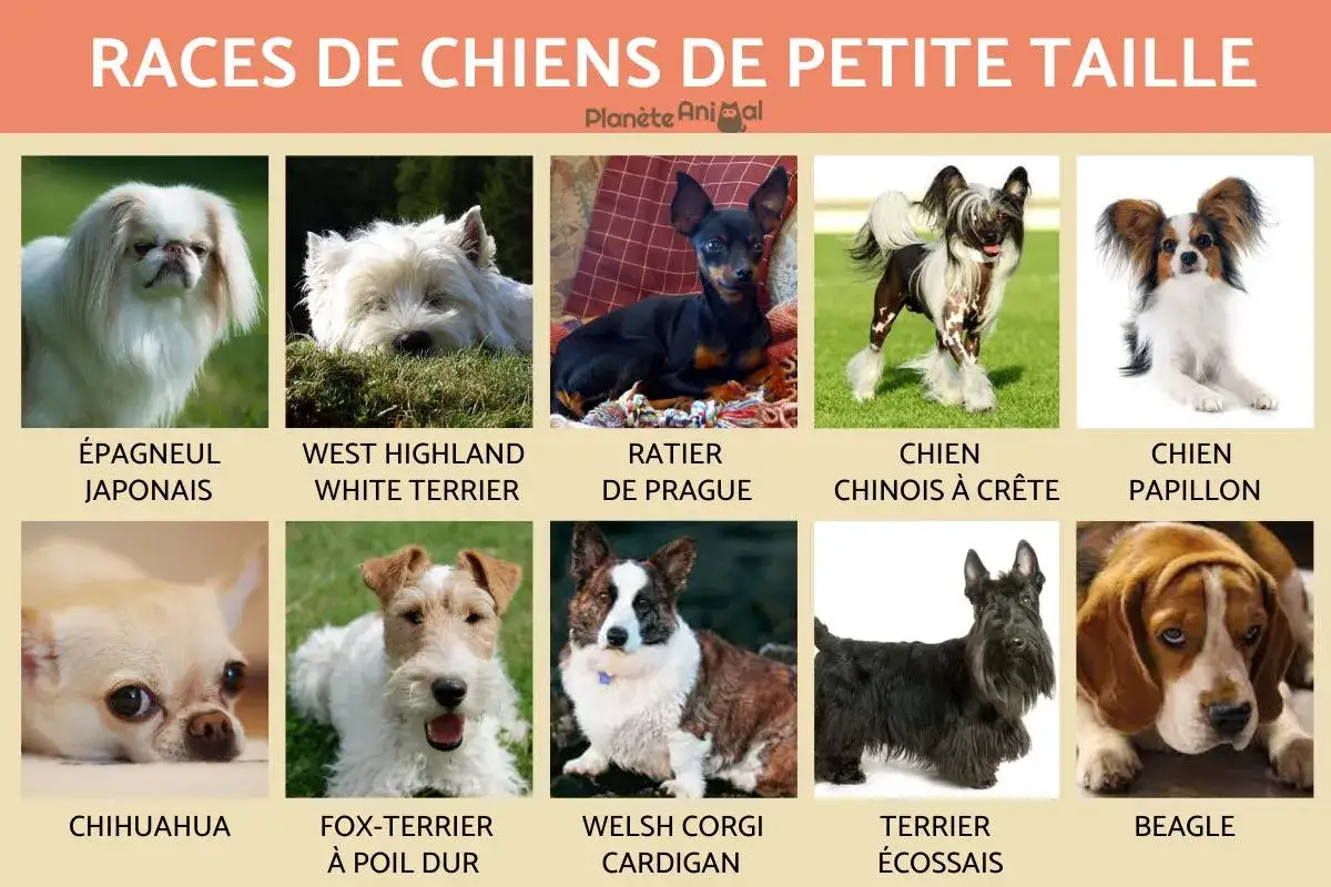 Collection de races de chiens de petite taille : &Eacute;pagneul Japonais, Chihuahua, et d'autres adorables compagnons.