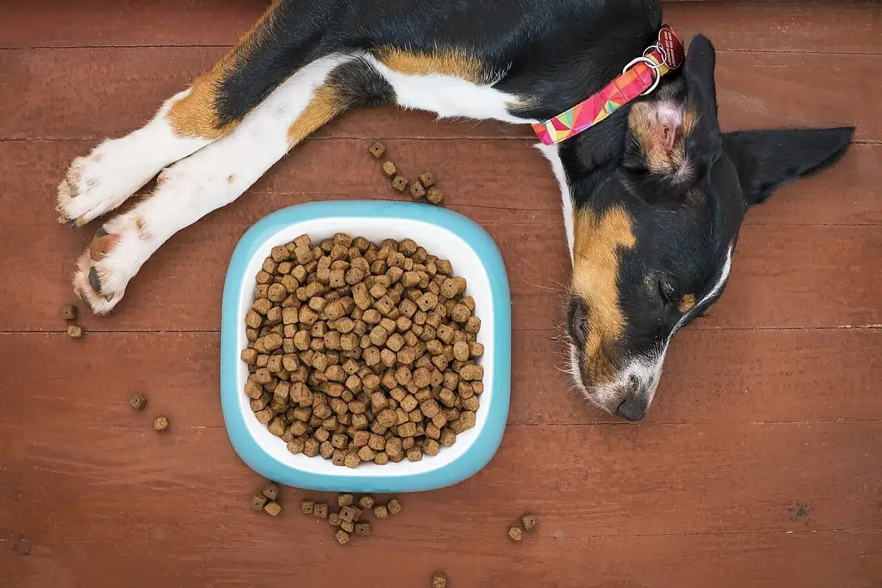 Un chien qui mange, ou plut&ocirc;t qui se repose apr&egrave;s avoir mang&eacute;, avec sa gamelle pleine de croquettes &agrave; c&ocirc;t&eacute;.