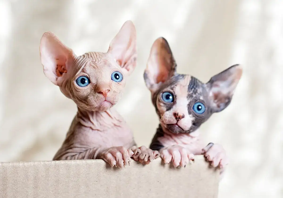 Deux adorables chatons de race chat sphynx aux grands yeux bleus curieux sortent d'une bo&icirc;te en carton.
