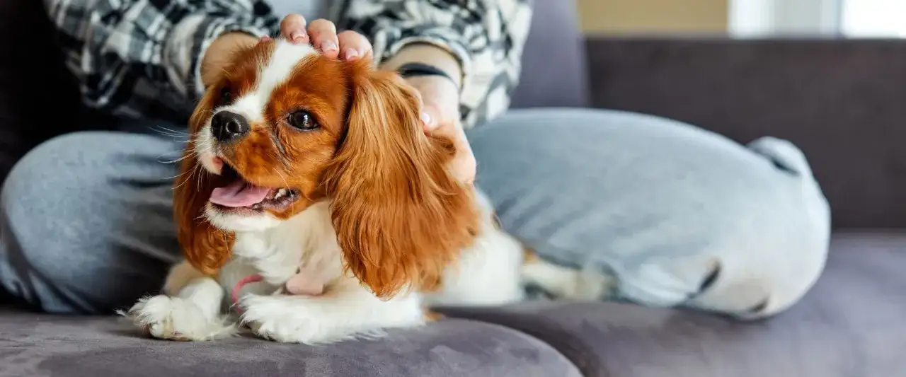 Un petit chien adulte, un Cavalier King Charles, est caress&eacute; par une personne assise sur un canap&eacute;.