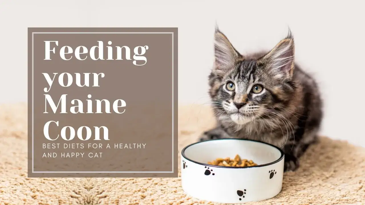 Un jeune Maine Coon regarde sa gamelle. L'alimentation de votre Maine Coon est essentielle pour sa santé.