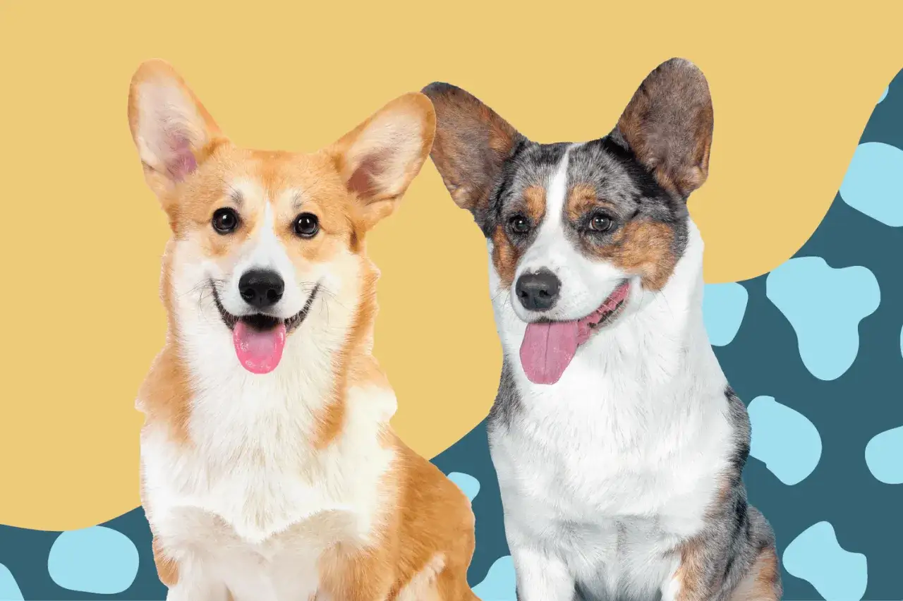 Deux adorables chiens corgi, l'un roux et blanc, l'autre tricolore, sourient avec leurs langues pendues.
