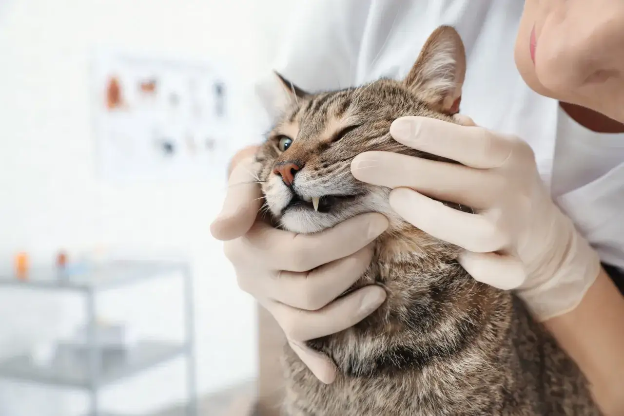 Vétérinaire examine la bouche d'un chaton de 5 mois, peut-être pour une mauvaise haleine.