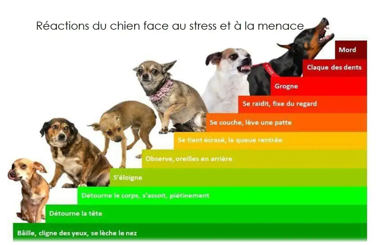 Graphique montrant les réactions d'un chien face au stress, allant de signes discrets à un chien agressif montrant les dents et grognant.