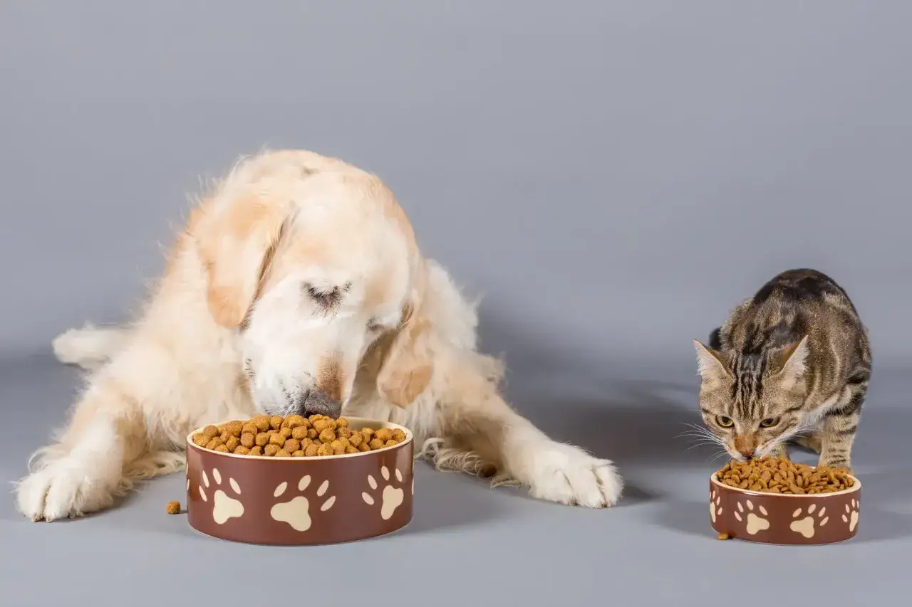 Un chien et un chat mangent chacun dans leur gamelle. La question est : peut-on donner des croquettes pour chat &agrave; un chien ?
