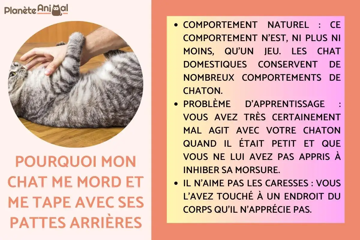 Un chat tigr&eacute; se retourne sur le dos, une main humaine le caresse, et il semble lui donner un coup de patte. Le texte explique pourquoi mon chat me tape avec sa patte avant.