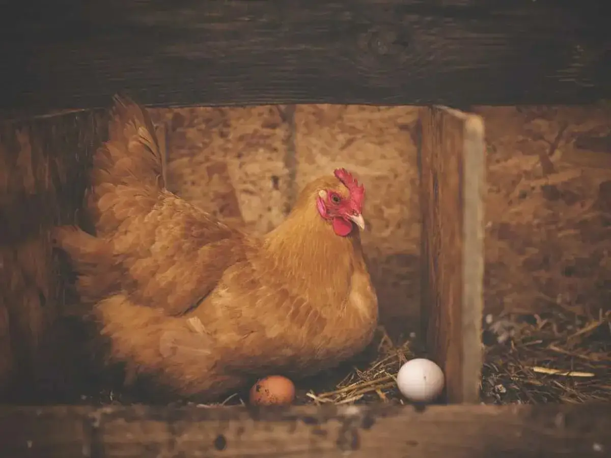 Une poule rousse couve ses &oelig;ufs dans un nid. Elle a peut-&ecirc;tre besoin de cailloux pour dig&eacute;rer, expliquant pourquoi les poules mangent des cailloux.